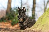 SCOTTISH TERRIER 061